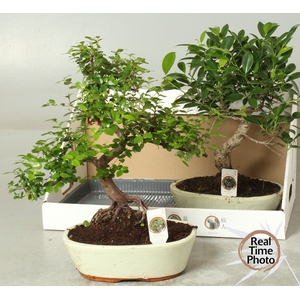 BONSAI GEM