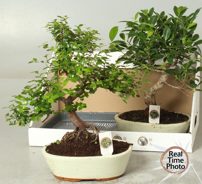 <h4>BONSAI GEM</h4>