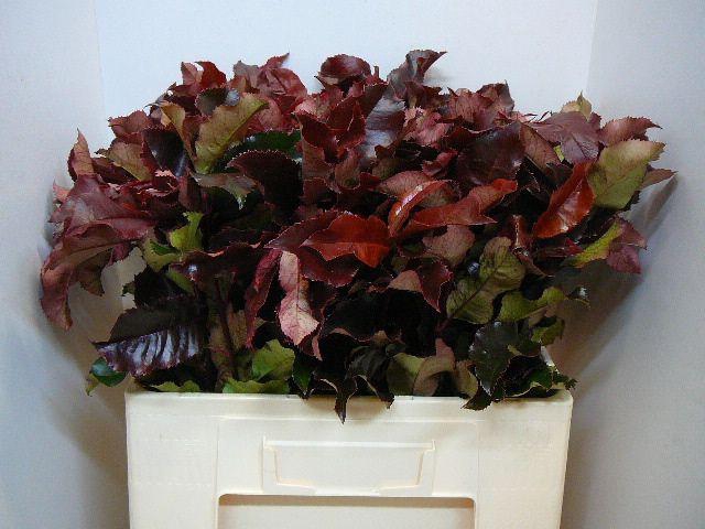 <h4>PHOT MAG VOLCANO</h4>