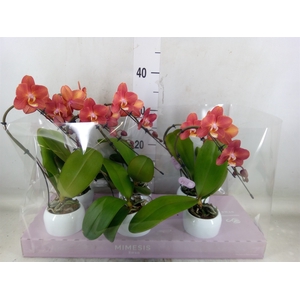 Phalaenopsis   ...orange