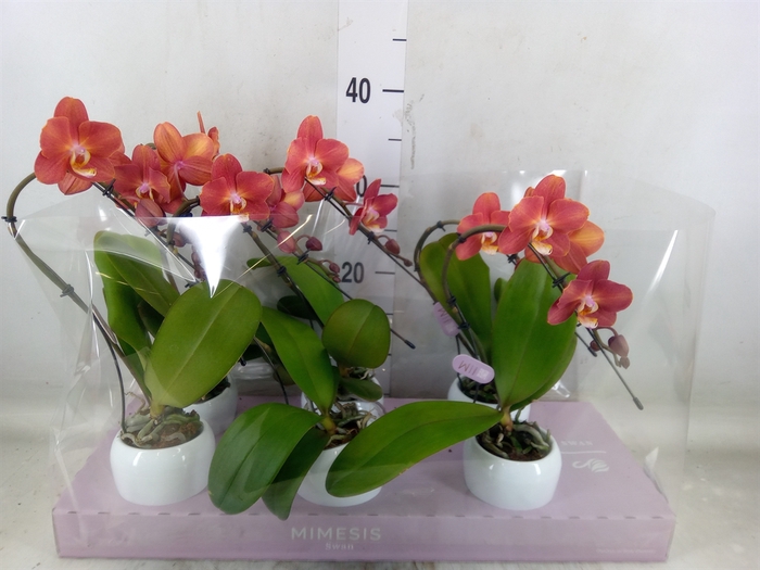 <h4>Phalaenopsis   ...orange</h4>