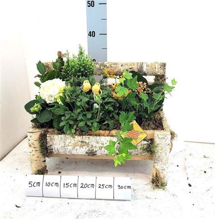 <h4>Arr Tuinplanten</h4>