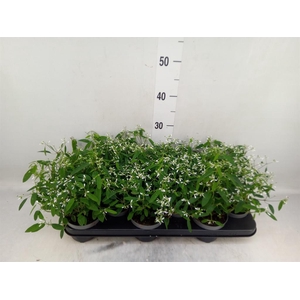 Euphorbia  'Loreen Compact White'