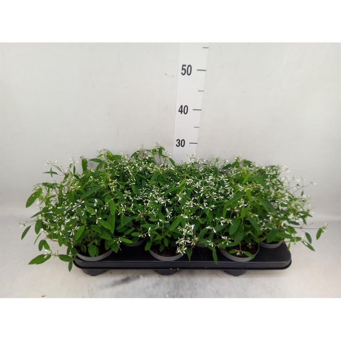 <h4>Euphorbia  'Loreen Compact White'</h4>