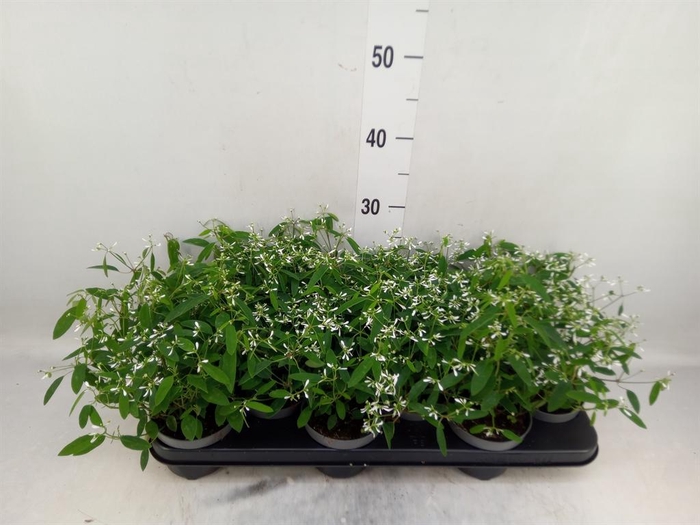 <h4>Euphorbia  'Loreen Compact White'</h4>
