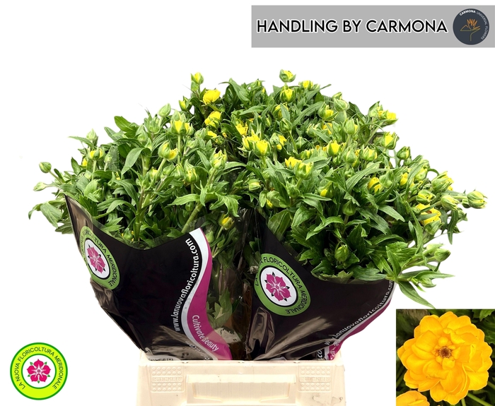 <h4>RANUNCULUS OV</h4>