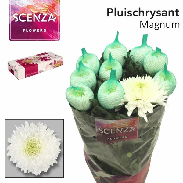 <h4>CHR G MAGNUM</h4>