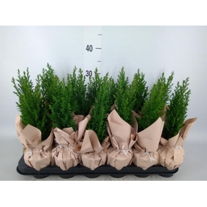 Chamaecyparis laws. 'Ellwoodii'