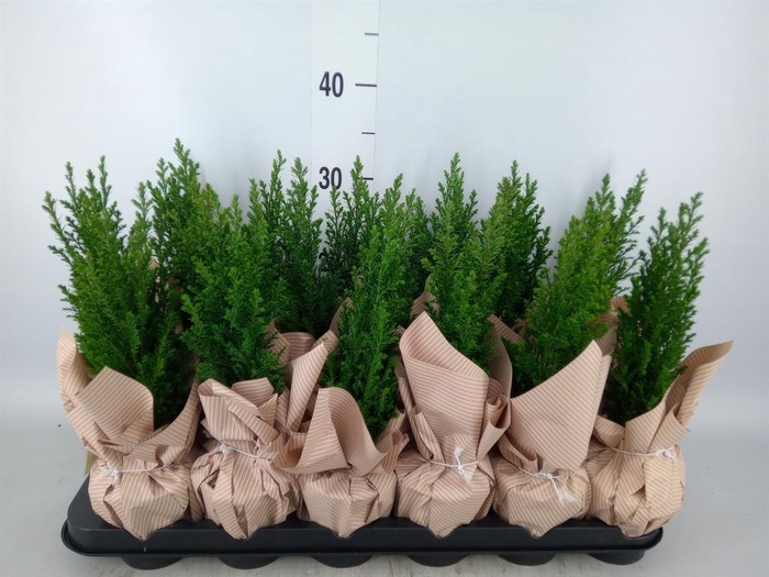 <h4>Chamaecyparis laws. 'Ellwoodii'</h4>