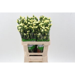 Di Solomio Blondflyx20