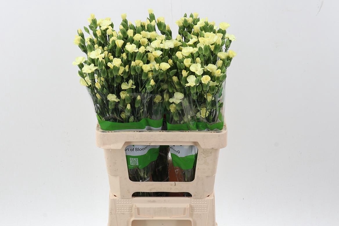 <h4>Di Solomio Blondflyx20</h4>