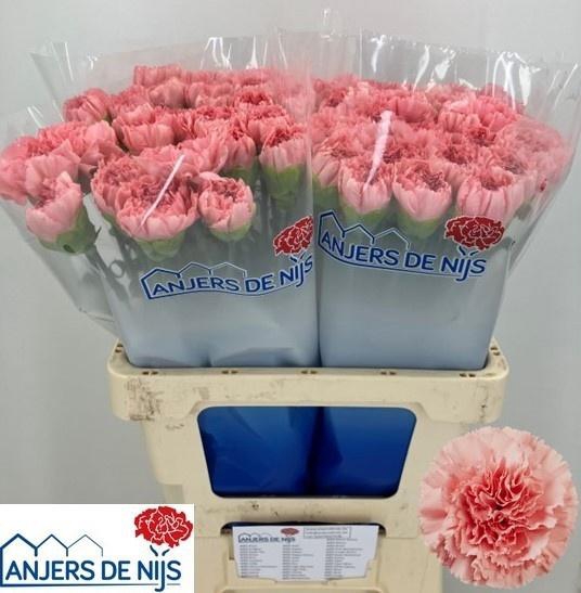 <h4>DI ST KLEOS</h4>