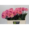 Dahlia Esli