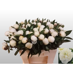 Paeo L Duches D Nemo