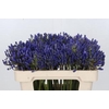 Agapanthus EYFORI Blue