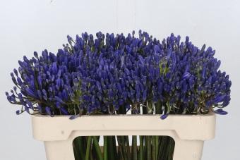 <h4>Agapanthus EYFORI Blue</h4>