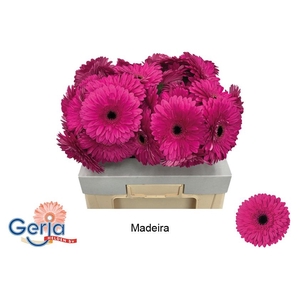 GE GR MADEIRA