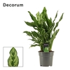 Aglaonema 17 cm Miss Julliette (Decorum)