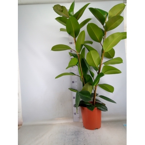 Ficus elastica 'Robusta'