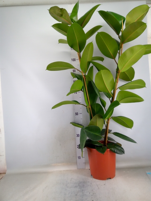 <h4>Ficus elastica 'Robusta'</h4>