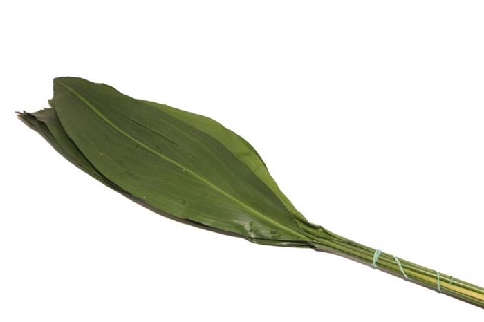 <h4>Aspidistra 60 Cm</h4>