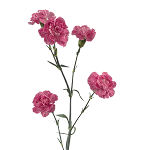 <h4>DIAN.TR. Laila</h4>