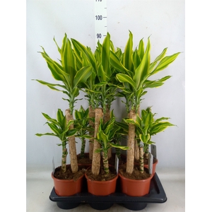 Dracaena frag. 'Golden Queen'