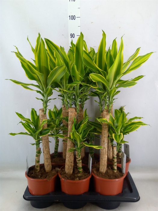 <h4>Dracaena frag. 'Golden Queen'</h4>