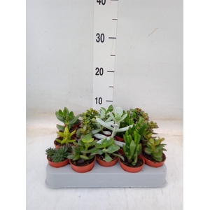 Crassula   ...mix