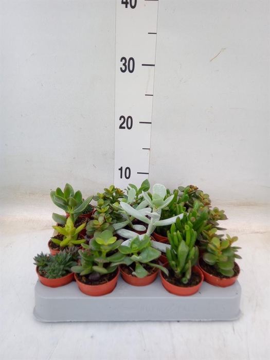 <h4>Crassula ...mix</h4>