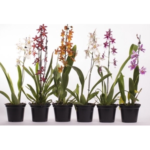 ORQUIDEA HAWAIIAN VARIADO P14