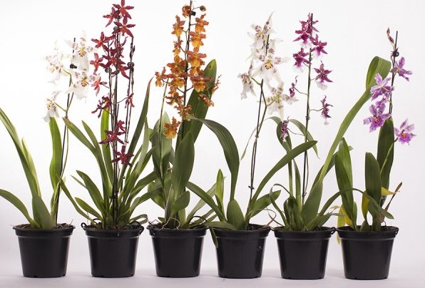 <h4>ORQUIDEA HAWAIIAN VARIADO P14</h4>