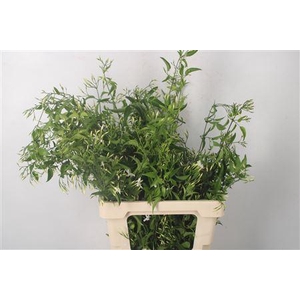 Jasmijnranken Per Bunch