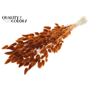 Lagurus Premium per bunch Terracotta