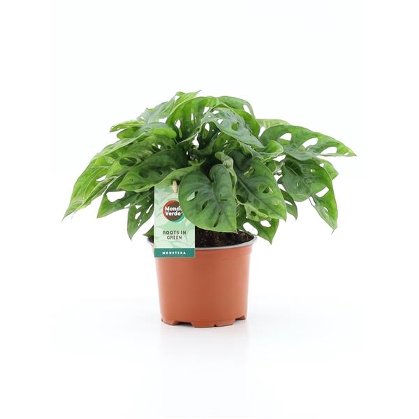 <h4>Monstera obliqua ('Leichtlinii')</h4>