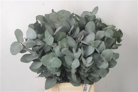 <h4>Euca Cinerea Short S A Per Bunch</h4>
