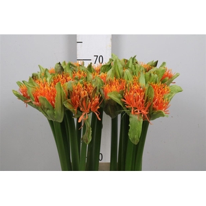 Scadoxus M Flame