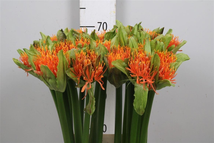 <h4>Scadoxus M Flame</h4>