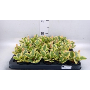 Peperomia obt. 'Obtipan Bicolor'