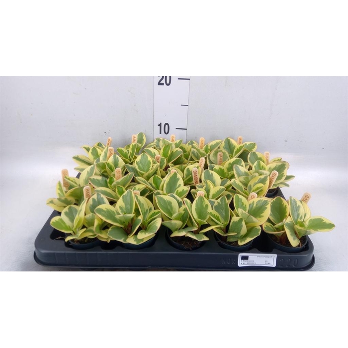 <h4>Peperomia obt. 'Obtipan Bicolor'</h4>