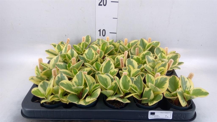 <h4>Peperomia obt. 'Obtipan Bicolor'</h4>