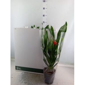 Aechmea  'Rozanne Elegant Red'