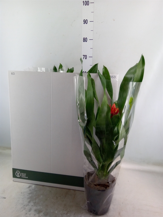 <h4>Aechmea  'Rozanne Elegant Red'</h4>