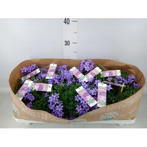 Campanula porten. 'Ambella Lavende'