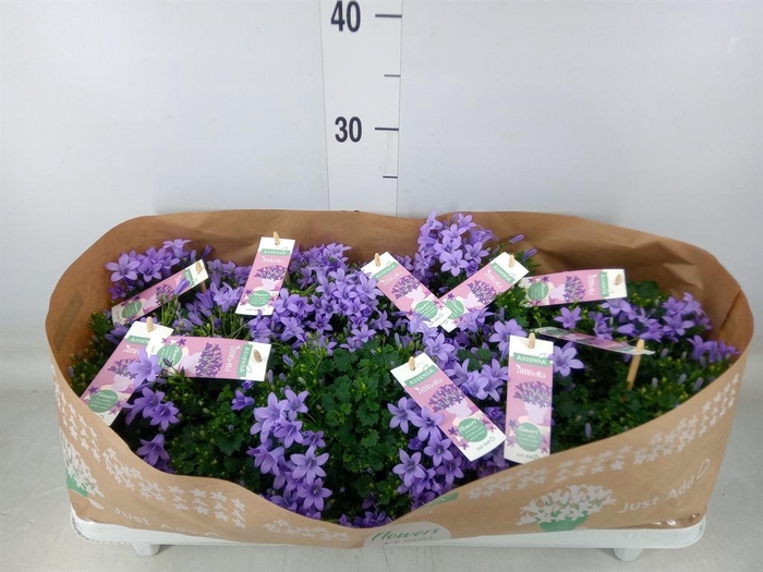 <h4>Campanula porten. 'Ambella Lavende'</h4>