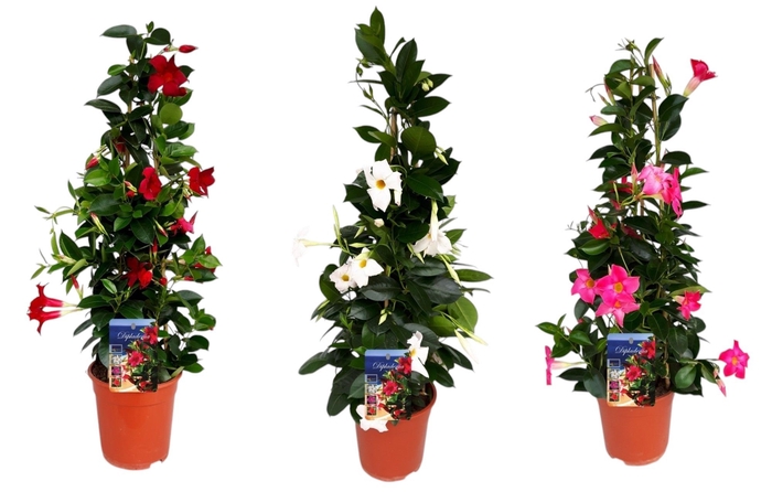 <h4>MANDE SUN MIXK</h4>