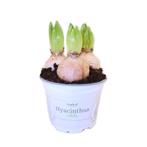 Hyacinthus White - 12 cm