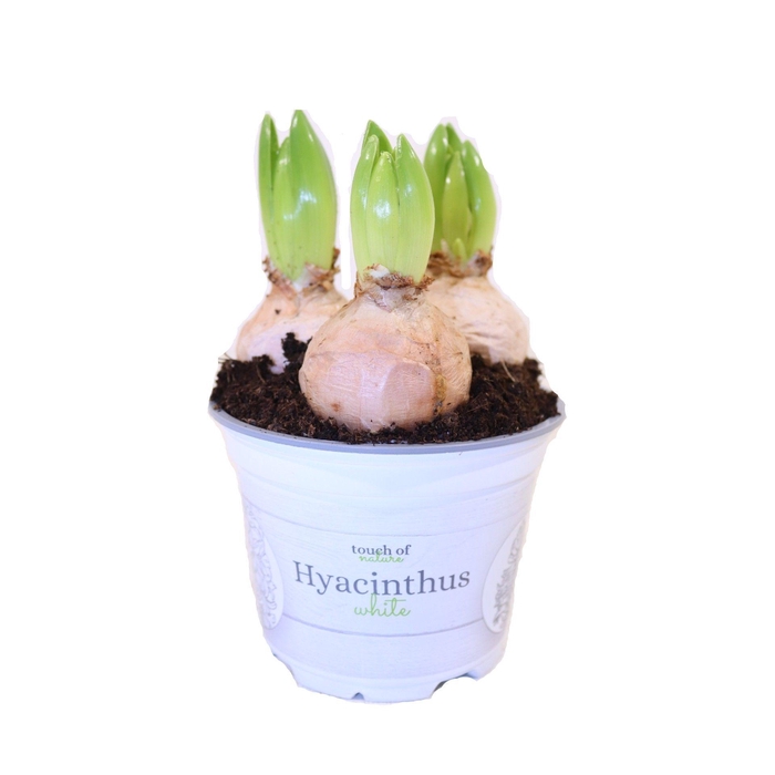 <h4>Hyacinthus White - 12 cm</h4>