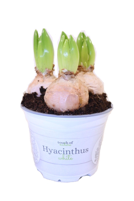 Hyacinthus White - 12 cm