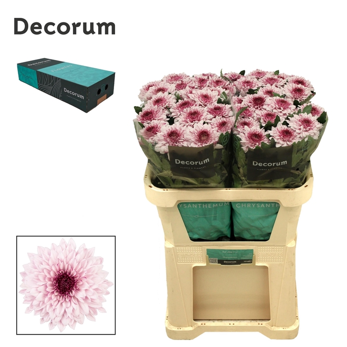<h4>Chrysanten Chr G Pip Pretty</h4>